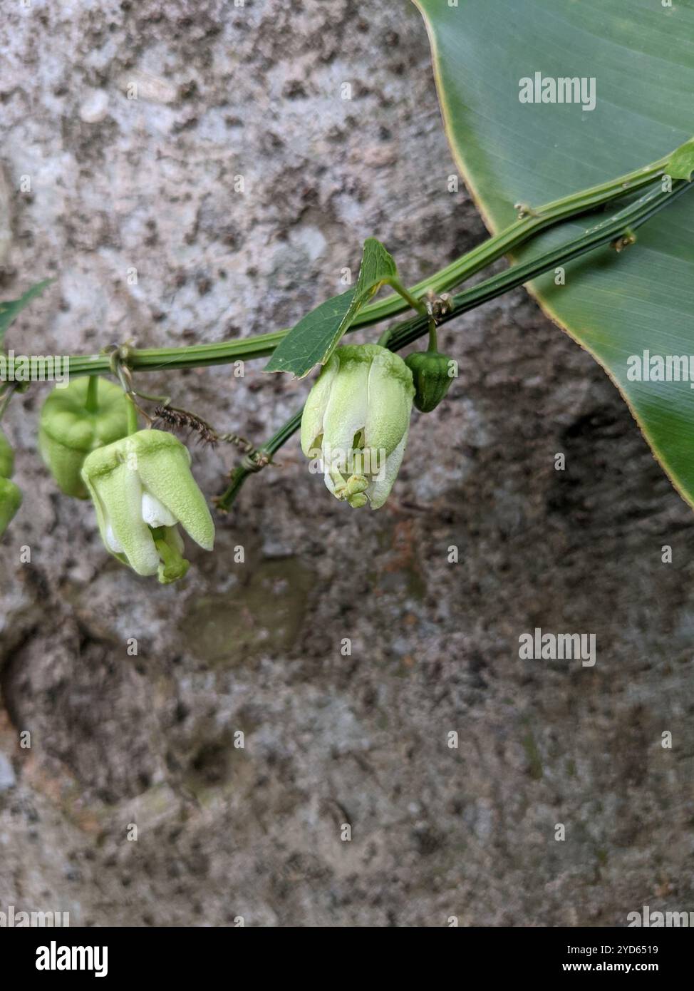 Doppelblume Passionsblume (Passiflora biflora) Stockfoto