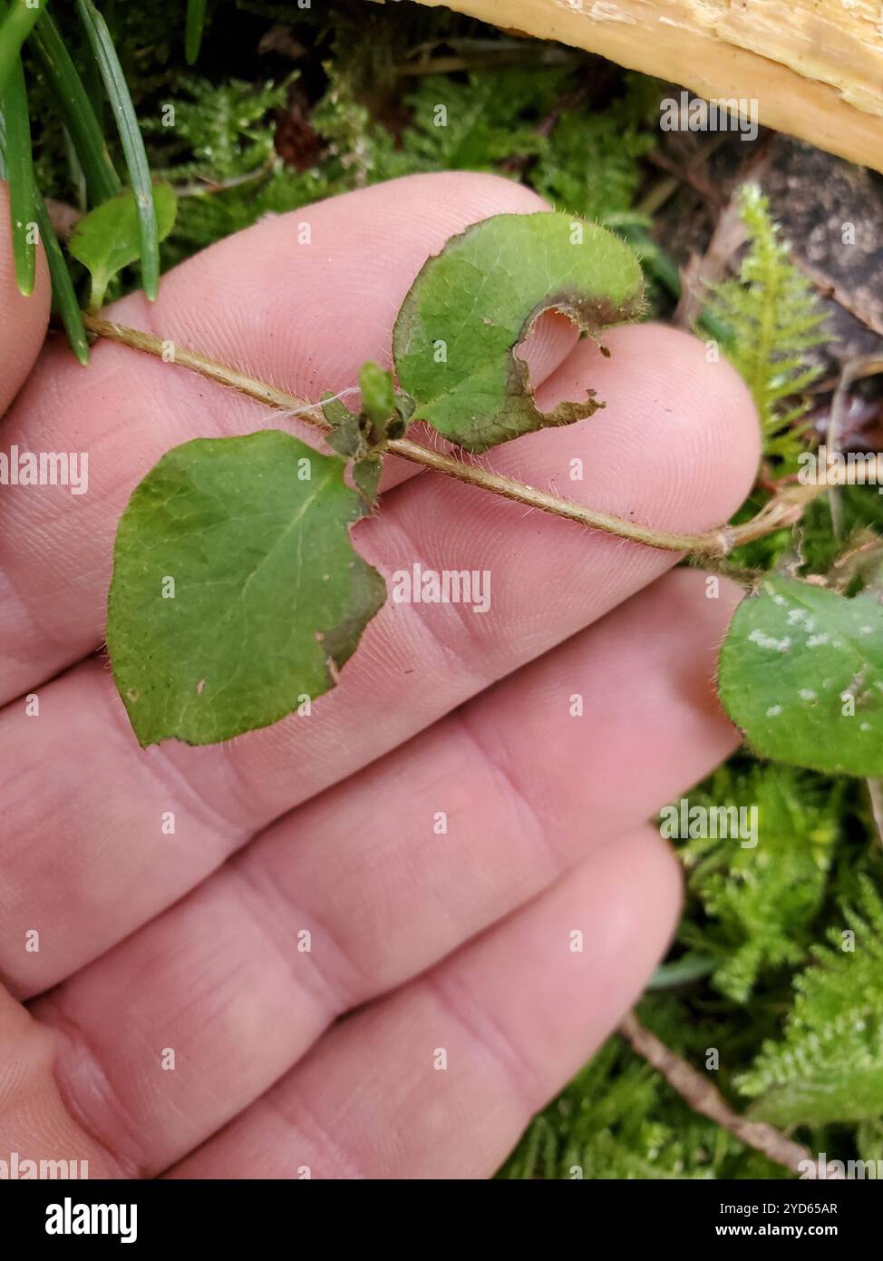 Pinke Geißblatt (Lonicera hispidula) Stockfoto