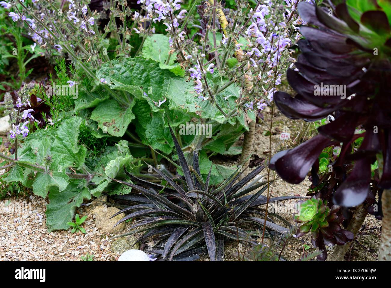 Mangave moonglow, intergenerisches Kreuz, Manfreda x Agave, silbrig blau-grüne Blätter, dunkelviolette Flecken, Sukkulenten, zarte Pflanze, RM Floral Stockfoto
