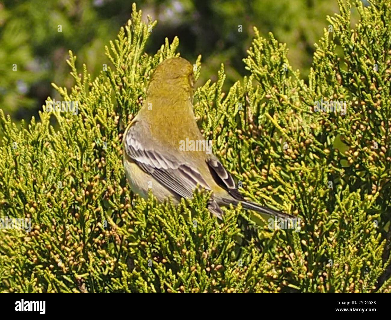 Kiefernfänger (Setophaga pinus) Stockfoto