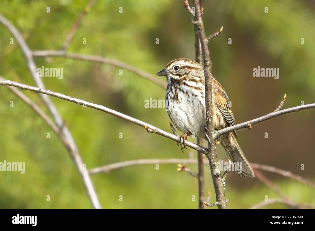 Lied Spatzen sitzen auf einem kleinen Zweig. Stockfoto