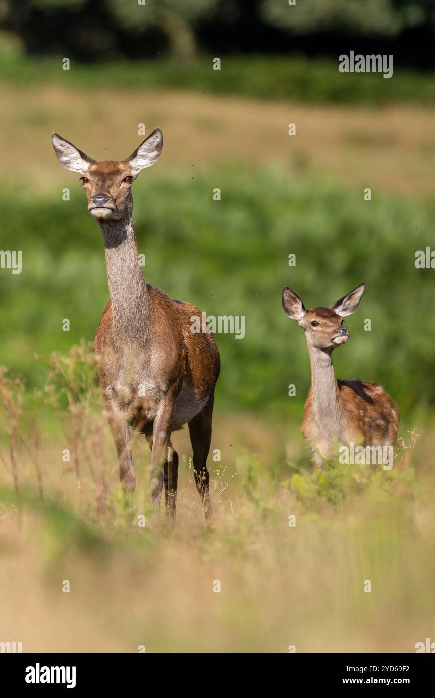 Einzelnes weibliches Rotwild, Cervus elaphus, stehend mit Kitz auf freiem Land. Bradgate Park, Leicestershire, England. Stockfoto