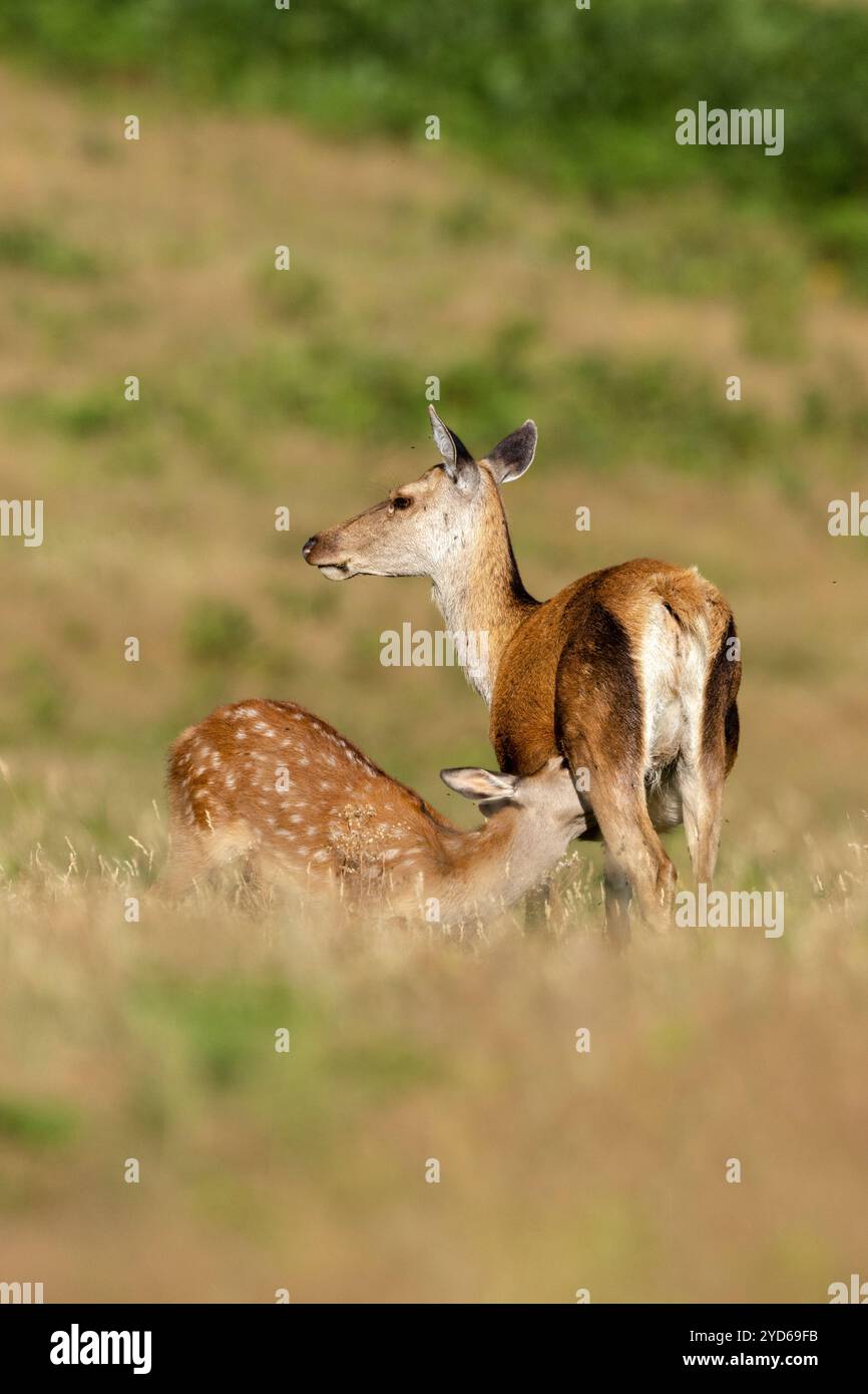 Rotwild, Cervus elaphus, Saugmilch von erwachsenen Weibchen in freier Natur. Bradgate Park, Leicestershire, England. Stockfoto