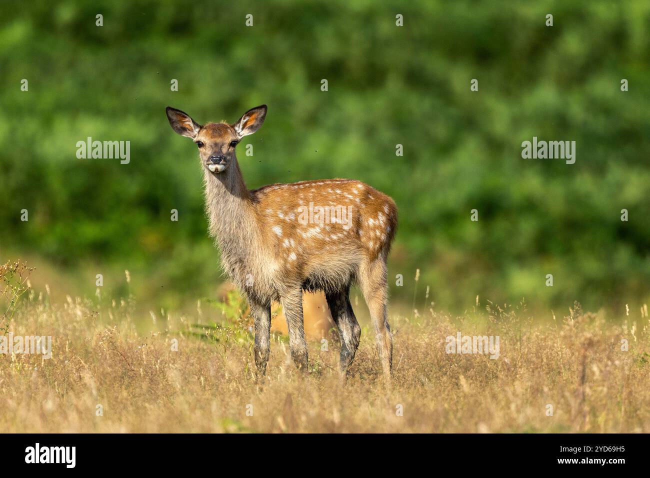 Rotwild, Cervus elaphus, steht auf freiem Land. Bradgate Park, Leicestershire, England. Stockfoto