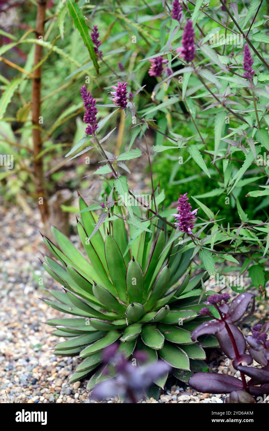 Agaven shaka zulu, Agaves, Sukkulenten, Wüste Akzent Pflanze, agastache Mexicana Sangria, mexikanischer Riesenhyssop, agastache in der Grenze, Grenzen, mehrjährige Pflanzen Stockfoto