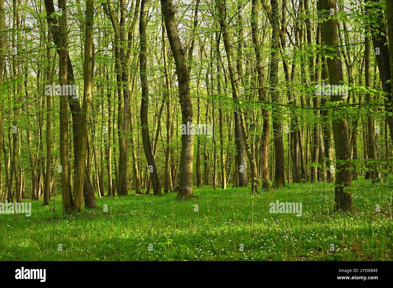 Natur - grüner Hintergrund. Wunderschöner Laubwald mit Bäumen und Blättern. Entspannung und Ruhe für die Seele. Konzept für Stockfoto