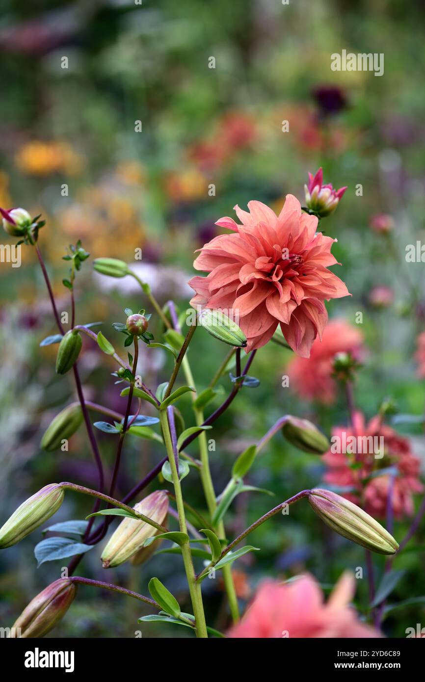 Dahlia Finchcocks, Waterlily Dahlia, rötlich orange Blumen mit tiefem Rot, Lachsorange Dahlien Blumen, RM Floral Stockfoto