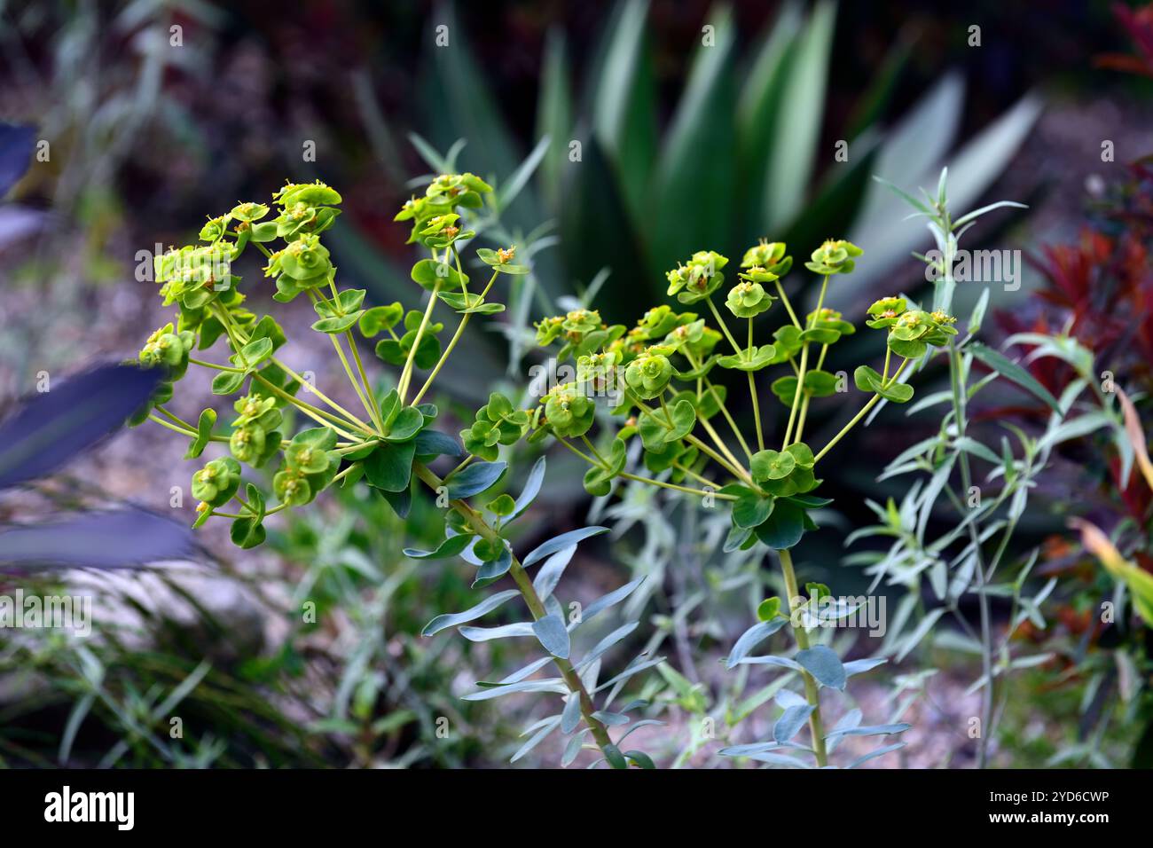 euphorbia Blue Haze, puderblaues Laub, gelbe Blumen, chartreuse-gelbe Brammen, weiche gelbe Brammen, Spurge, Spurges, RM Floral Stockfoto