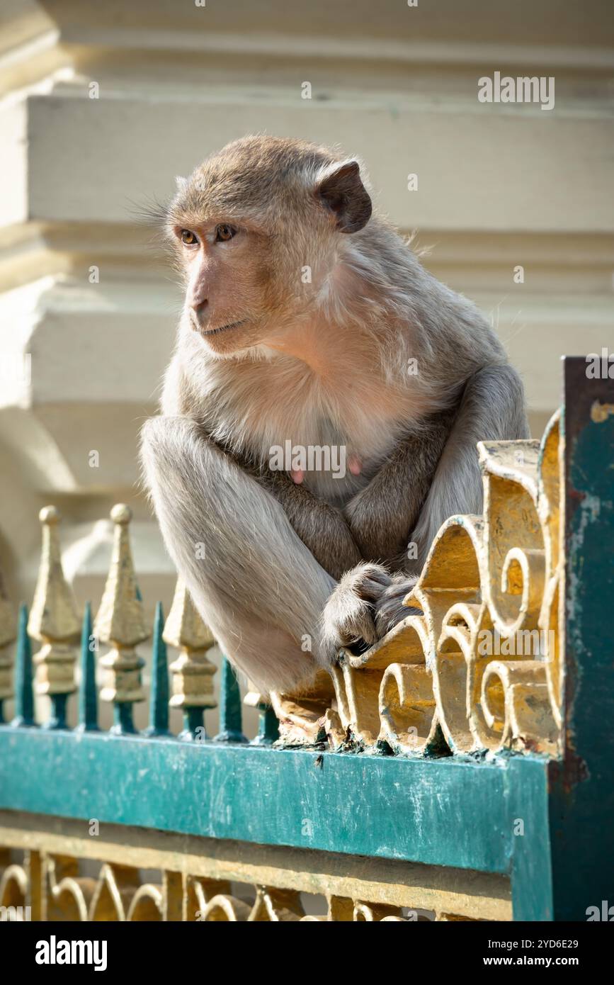 Langschwanzmakaken genannt das Krabbenfressende Makaken-Weibchen, das auf dem Zaun sitzt Phra Prang Sam Yod, Lopburi Thailand Stockfoto