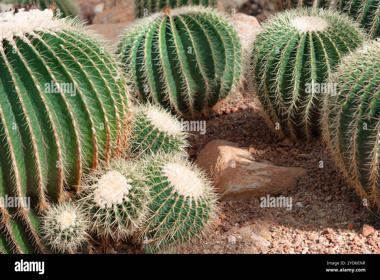 Goldene Fasskakteen werden auch als goldene Kugel oder Schwiegermutter-Kissen Echinocactus grusonii anagoria im botanischen Garten bezeichnet Stockfoto