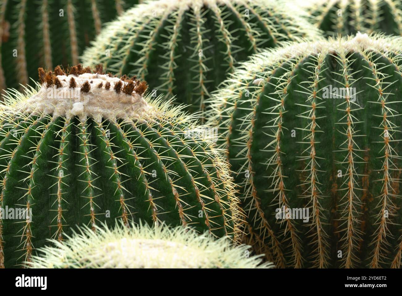 Close up Golden Fass Kakteen auch bekannt als goldene Kugel oder Schwiegermutter Kissen Echinocactus grusonii anagoria im Botanischen Stockfoto