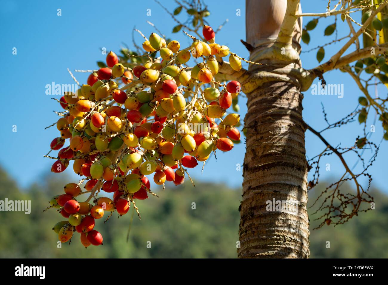 Zweig der Orange Rote tropische Beeren Frucht der Weihnachtspalme (Manila Palme Adonidia Merrillii) Stockfoto