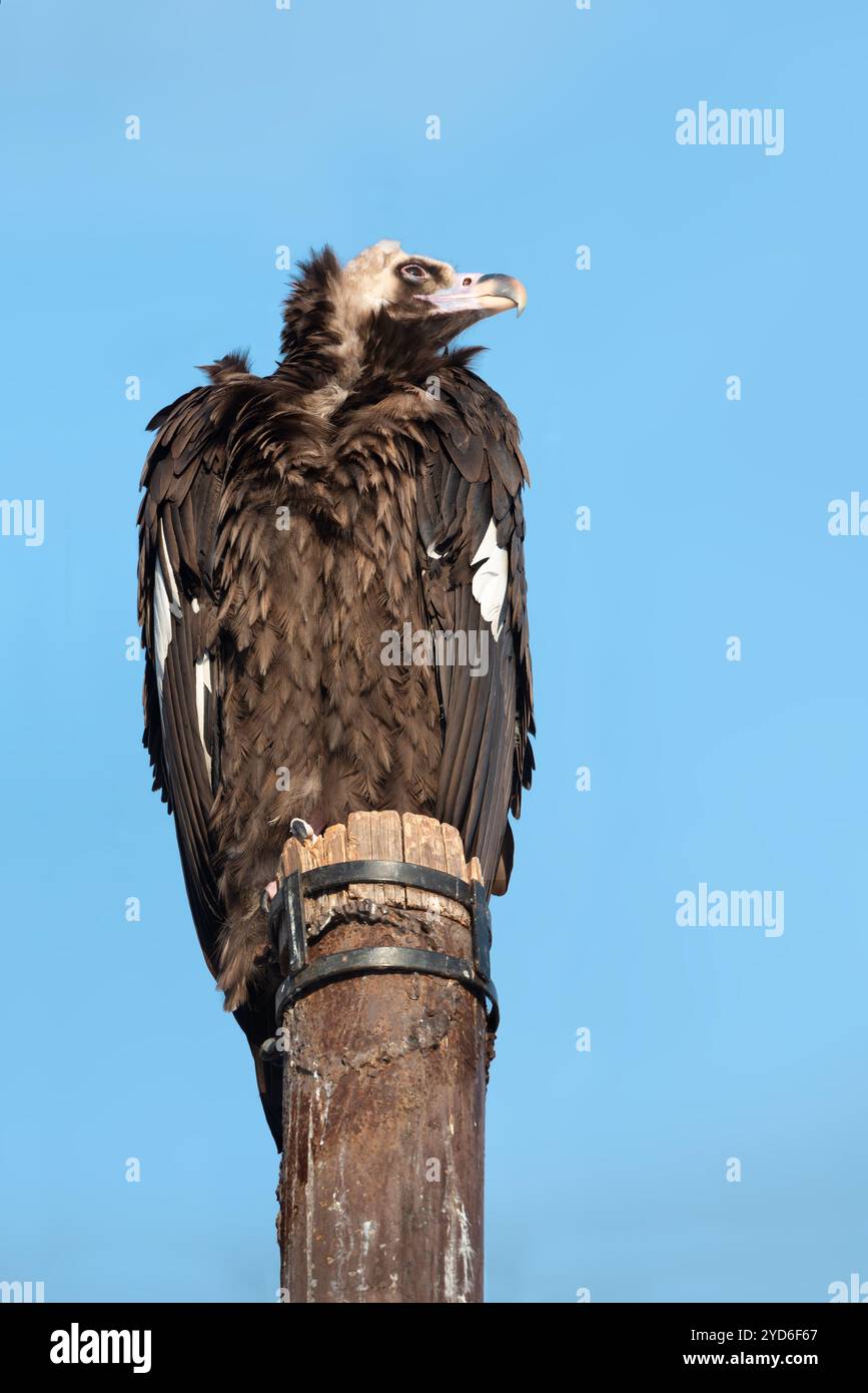 Ein bösartiger Geier als großer Greifvogel, schwarzer Geier, Mönchsgeier sitzt auf dem Stumpf Stockfoto