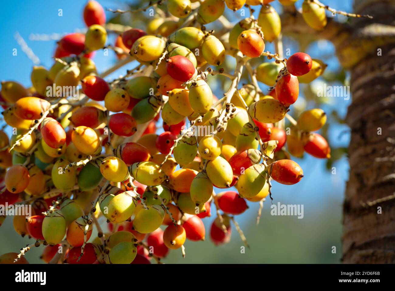 Zweig der Orange Rote tropische Beeren Frucht der Weihnachtspalme (Manila Palme Adonidia Merrillii) Stockfoto