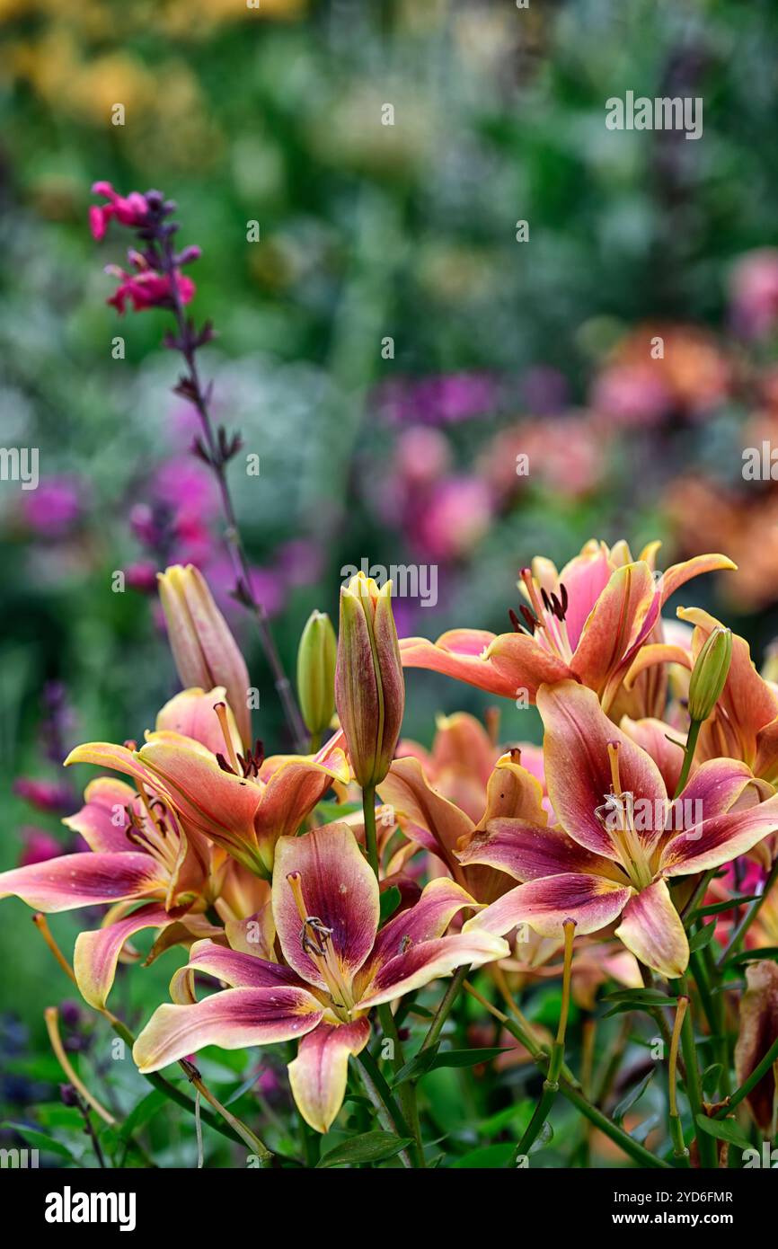 lilium avalon Sonnenuntergang, Lilie avalon Sonnenuntergang, pfirsichorange gelbe Blumen, pfirsichorange gelbe Lilien, Lilien in der Grenze, RM Floral Stockfoto