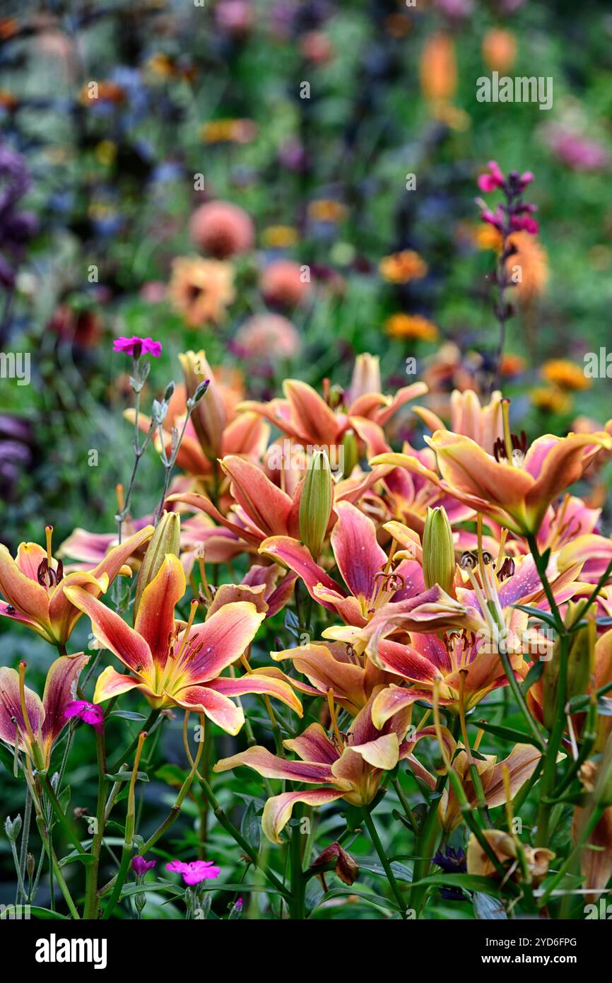 lilium avalon Sonnenuntergang, Lilie avalon Sonnenuntergang, pfirsichorange gelbe Blumen, pfirsichorange gelbe Lilien, Lilien in der Grenze, RM Floral Stockfoto