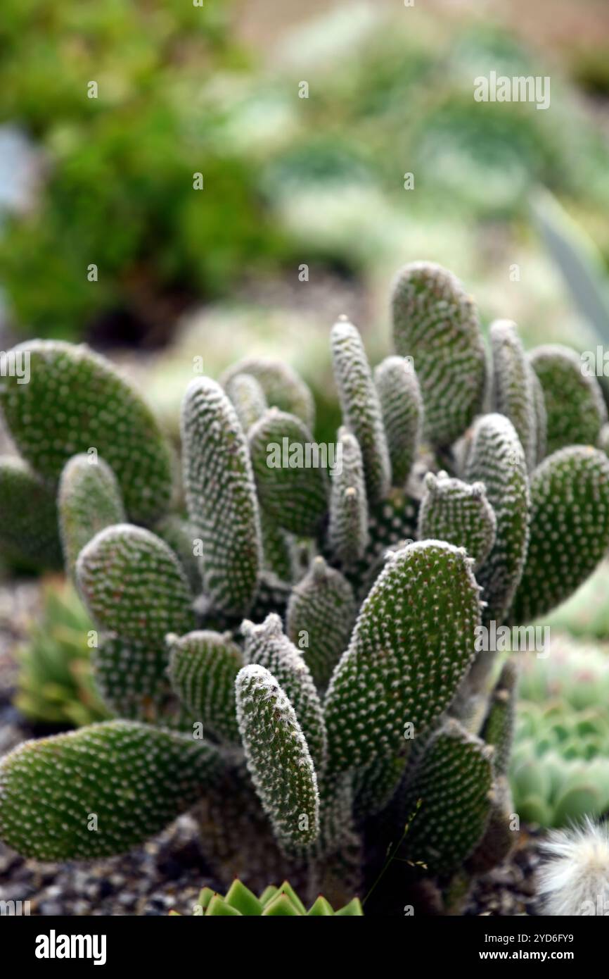 opuntia Microdasys, Hase Ohr Kaktus, Kakteen, Sukkulenten, Haus Kaktus, RM Floral Stockfoto