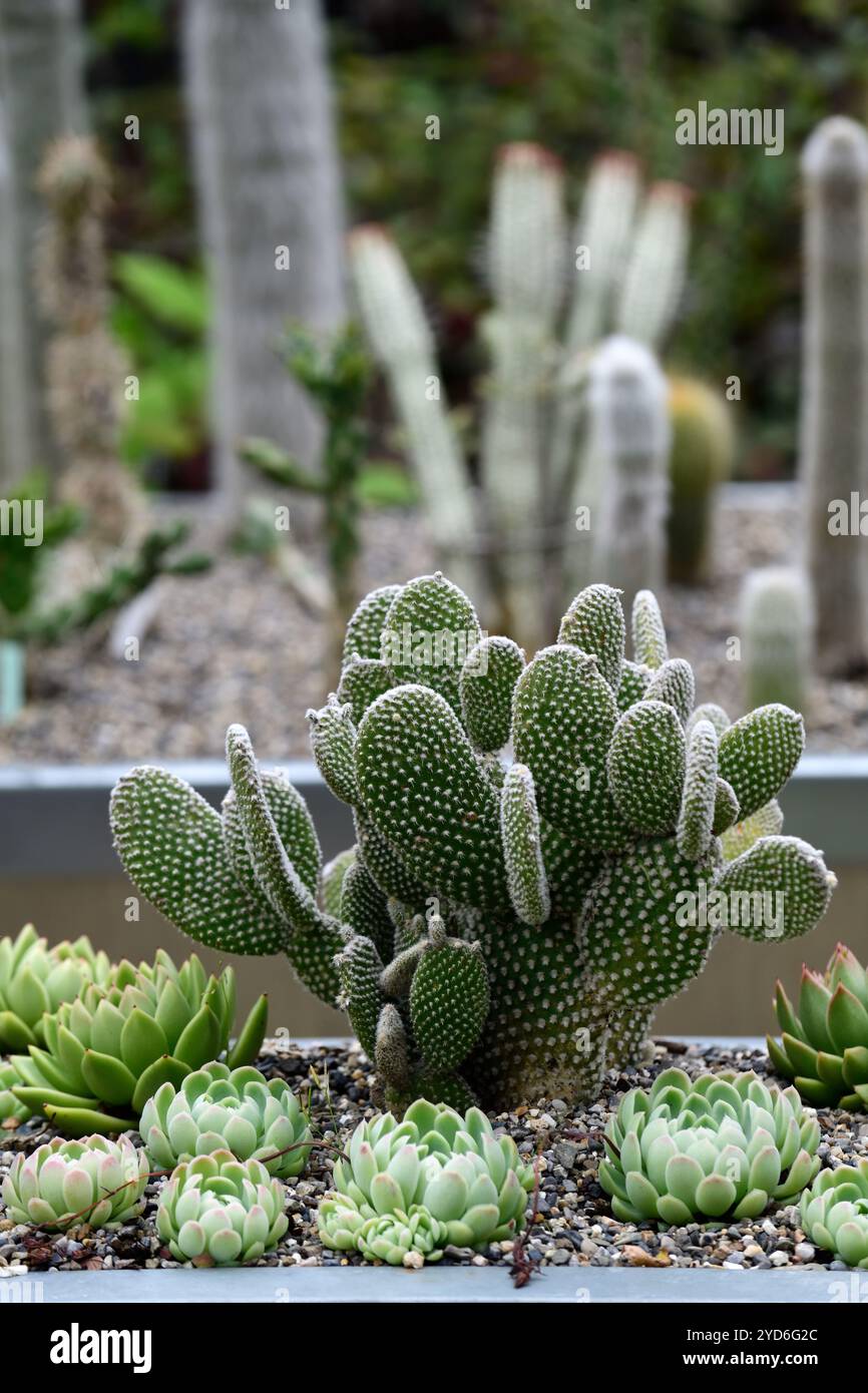 korbmarante network Die lebendige Calathea 'Network' fr dein Zuhause  BloomBoxClub Austria