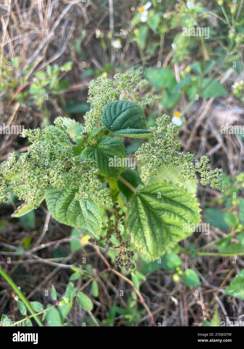 Westindische Holznessel (Laportea aestuans) Stockfoto