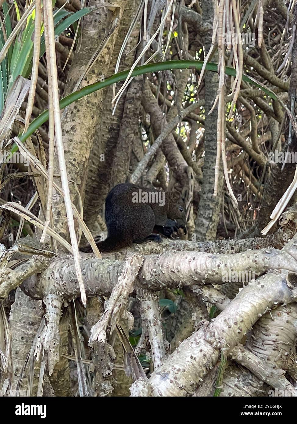 Eichhörnchen Pallas (Callosciurus erythraeus) Stockfoto