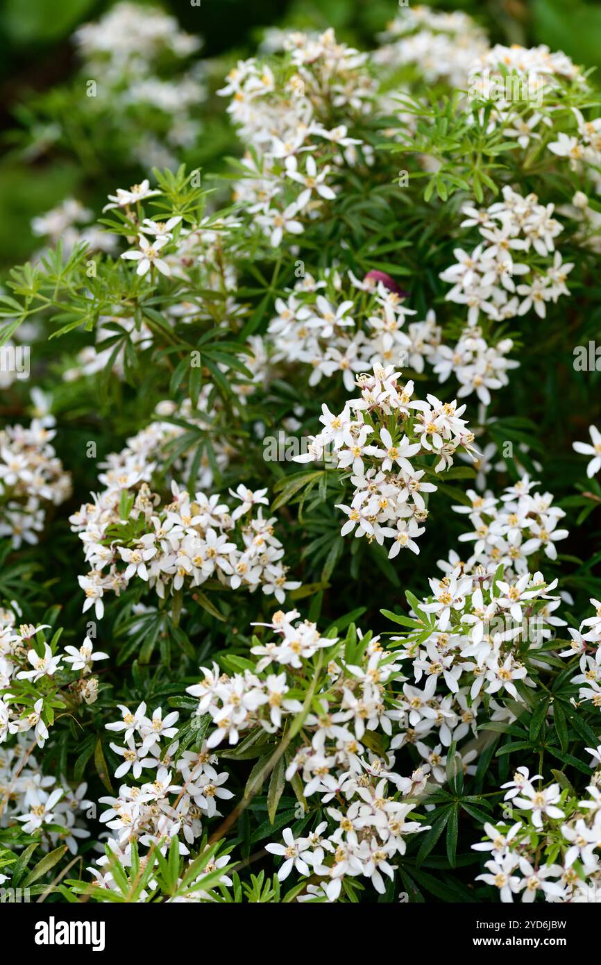 Choisya ternata, blühende Choisya, weiße Blumen, blühende, Sträucher, Sträucher, duftend, mexikanische Orangenblüte, RM Floral Stockfoto