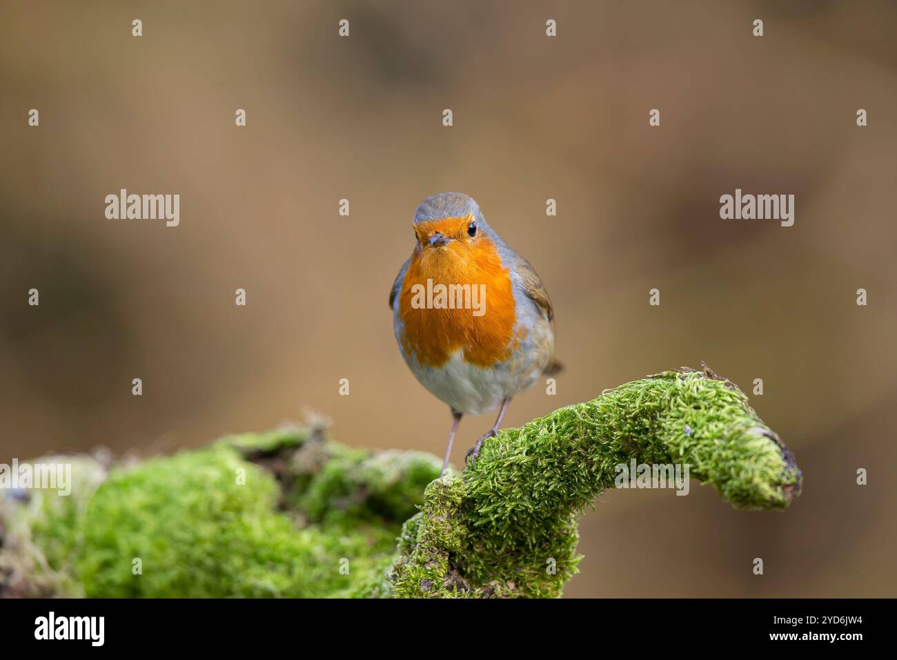 Nahaufnahme eines wilden britischen robinvogels (Erithacus rubecula), isoliert auf einem moosbedeckten Zweig, der nach vorne starrt. Stockfoto