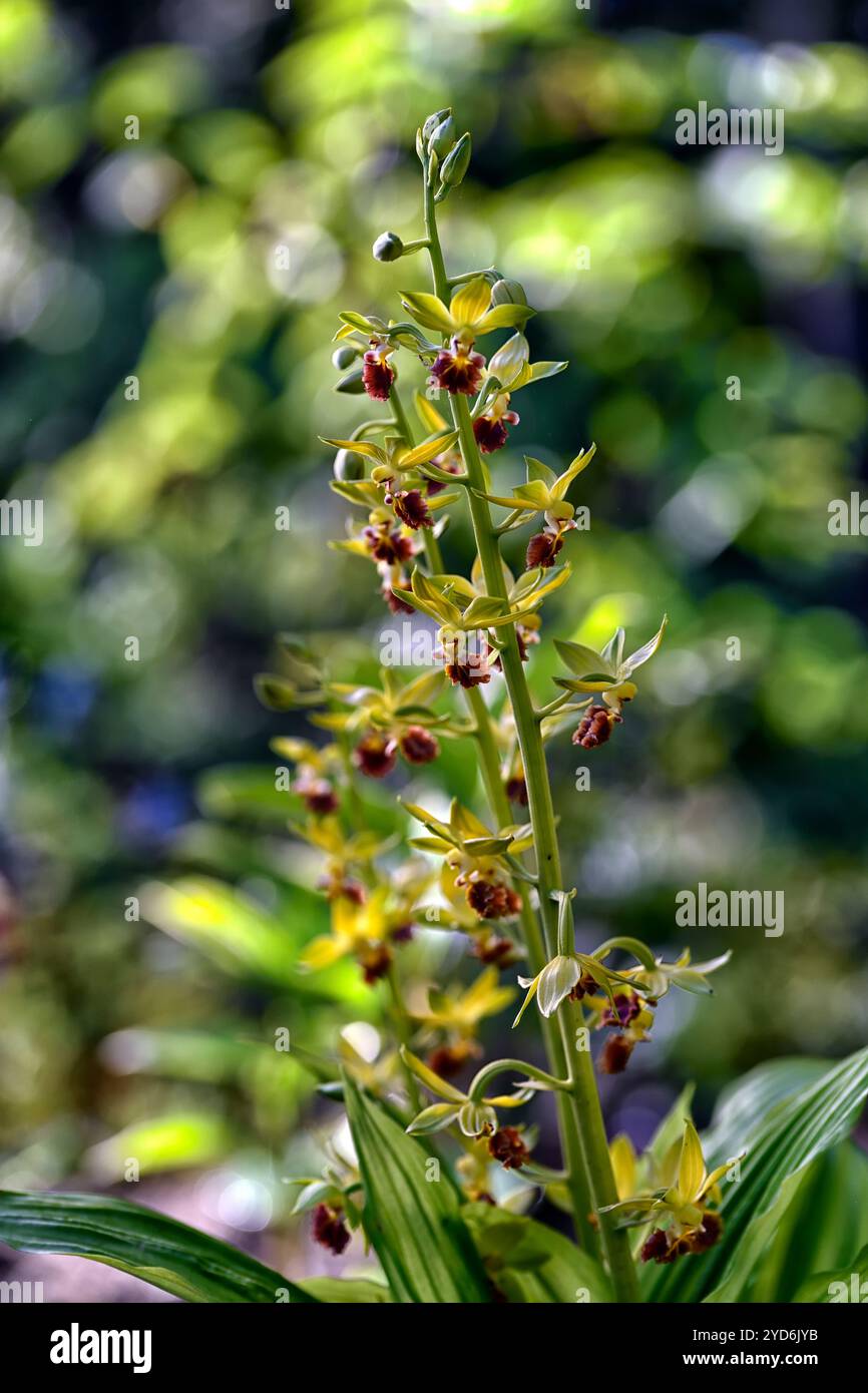 Epipactis, Helleborine, terrestrische Orchideen, terrestrische Orchideen, Epcts, Frühlingsblüte, Waldgarten, Shayd Garden, schattig, RM Floral Stockfoto