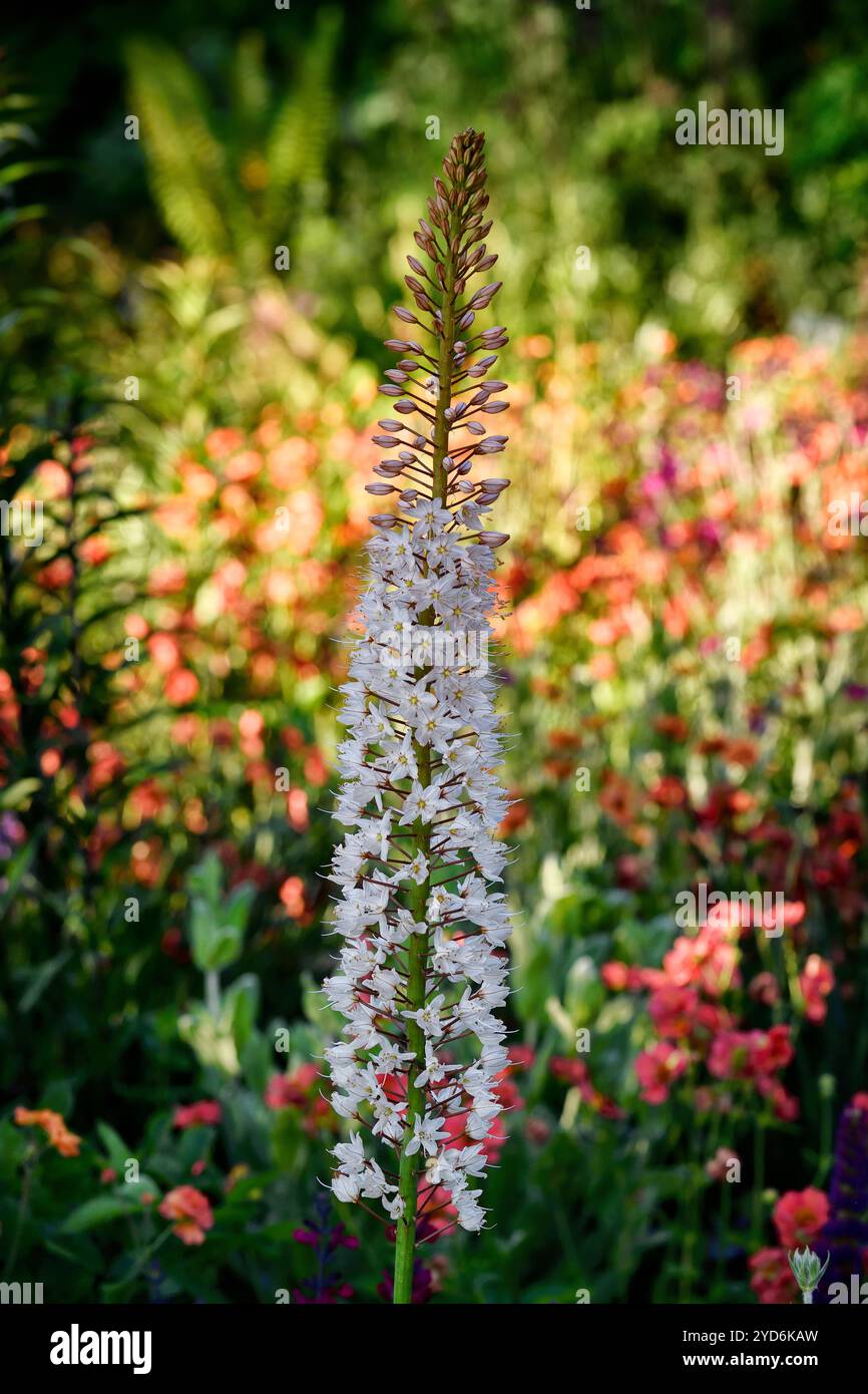 eremurus robustus, Fuchsschwanz-Lilie, riesige Wüstenkerze, weiße Blumenkerze, Blumen, Stachel, Spitzen, Blüte, getuftete Staude, hoch, RM Floral Stockfoto