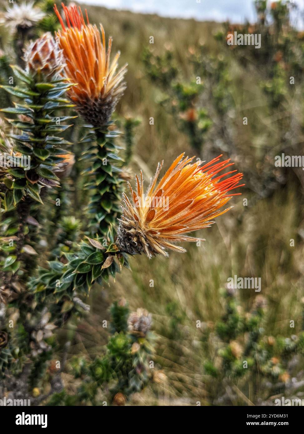 Chuquiragua (Chuquiraga jussieui) Stockfoto