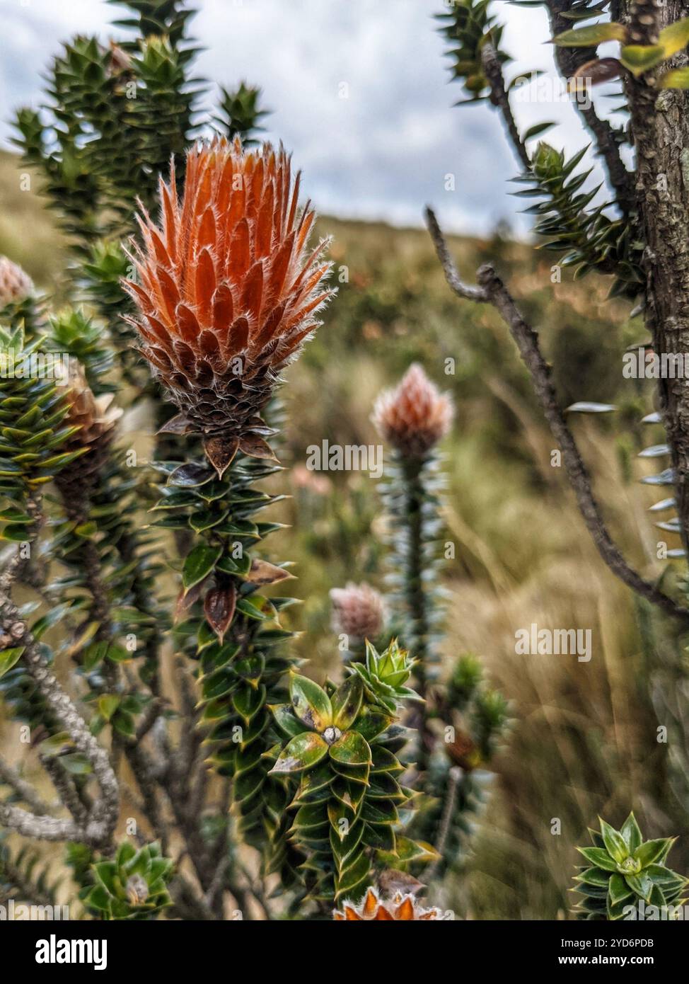 Chuquiragua (Chuquiraga jussieui) Stockfoto
