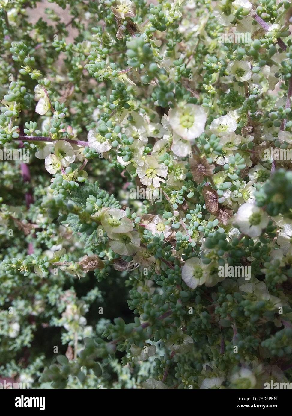 Kurzblättriger Blaubusch (Maireana brevifolia) Stockfoto