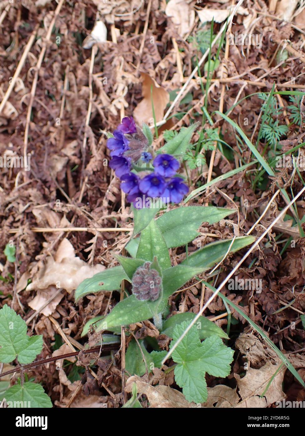 Schmalblättriges Lungenkraut (Pulmonaria longifolia) Stockfoto