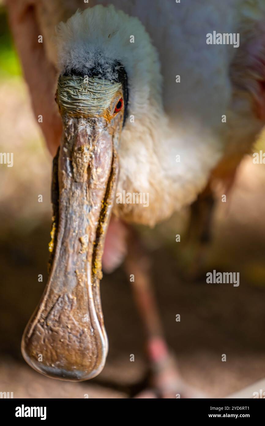 Ein rosafarbener Roseate Spoon in Tucson, Arizona Stockfoto