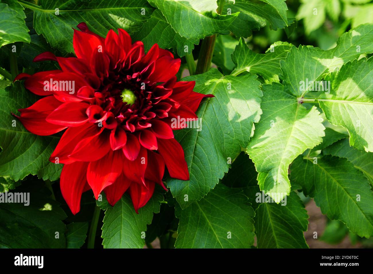 Schmuck Dahlia, Spartacus Stockfoto