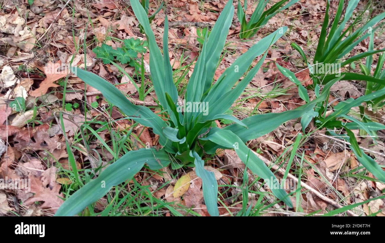 Wellige Seifenpflanze (Chlorogalum pomeridianum) Stockfoto