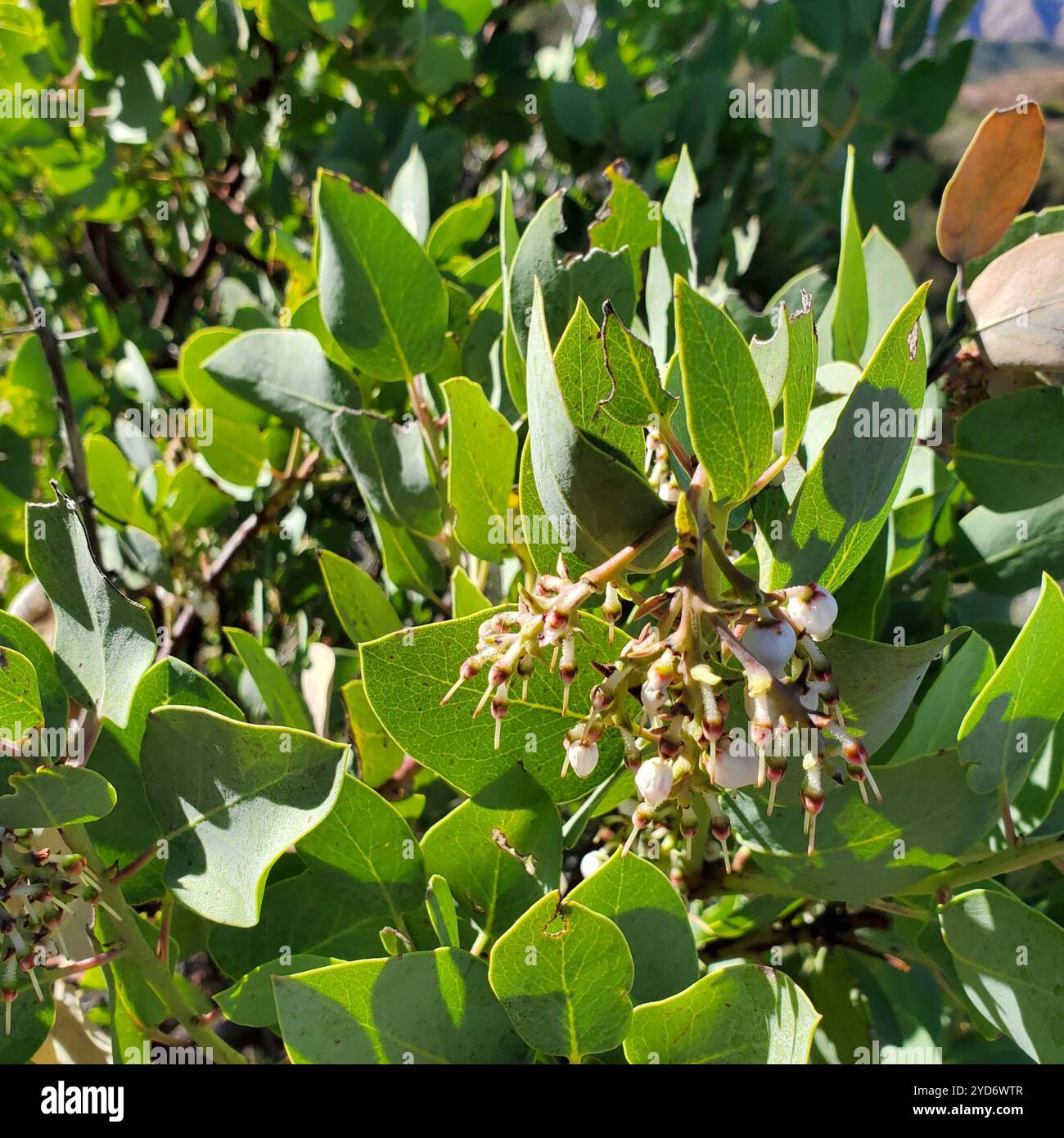 Big Berry Manzanita (Arctostaphylos glauca) Stockfoto