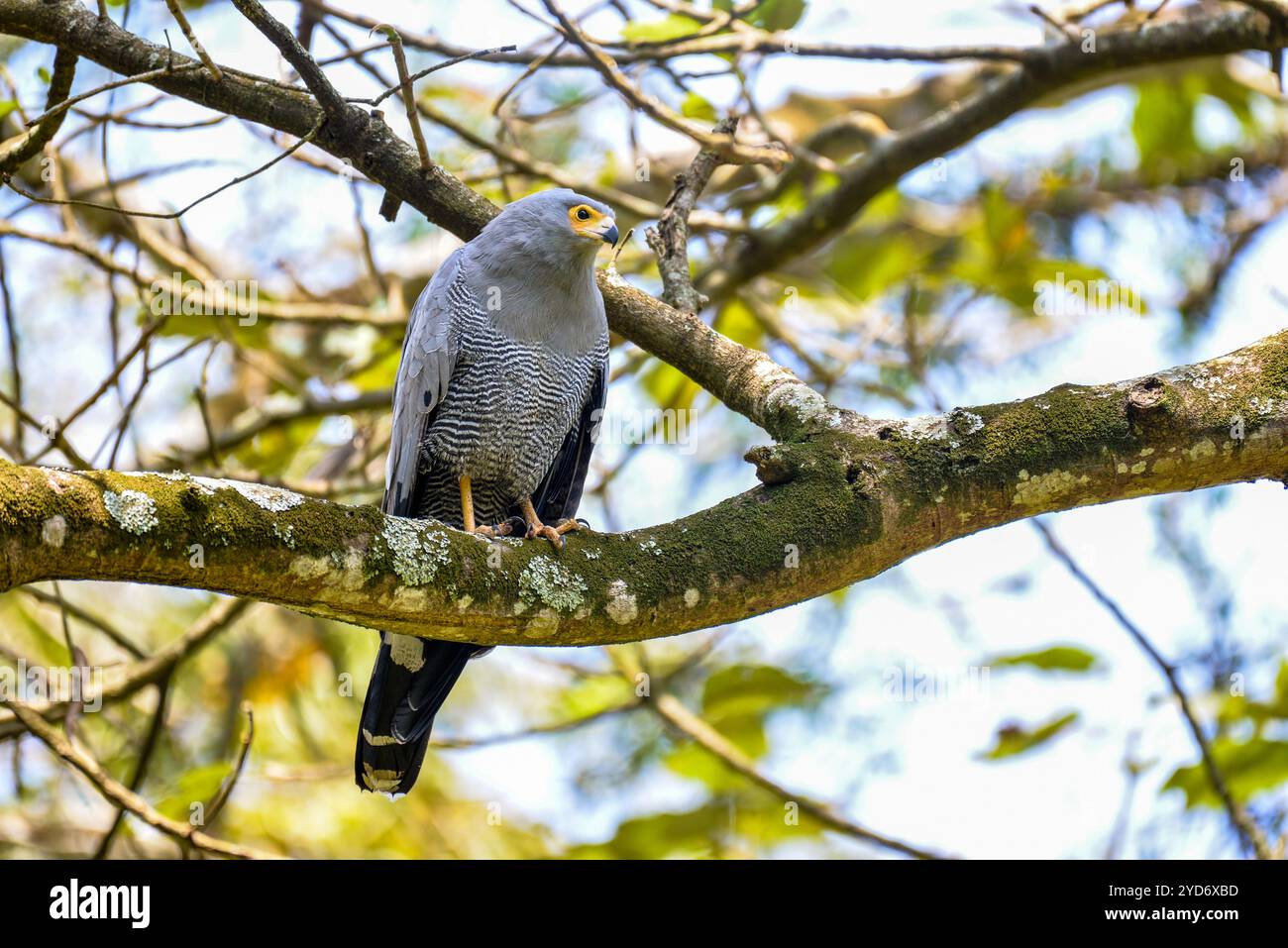 Afrikanischer Harrier Hawk (Polyboroides typus) im Botanischen Garten in Entebbe Uganda Stockfoto