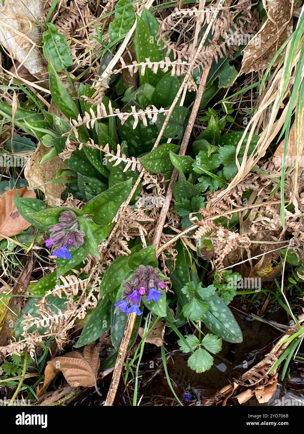 Schmalblättriges Lungenkraut (Pulmonaria longifolia) Stockfoto
