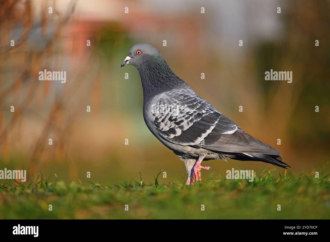 Taube. Wunderschöne Aufnahme von Vögeln in der Natur bei Sonnenuntergang. Stockfoto