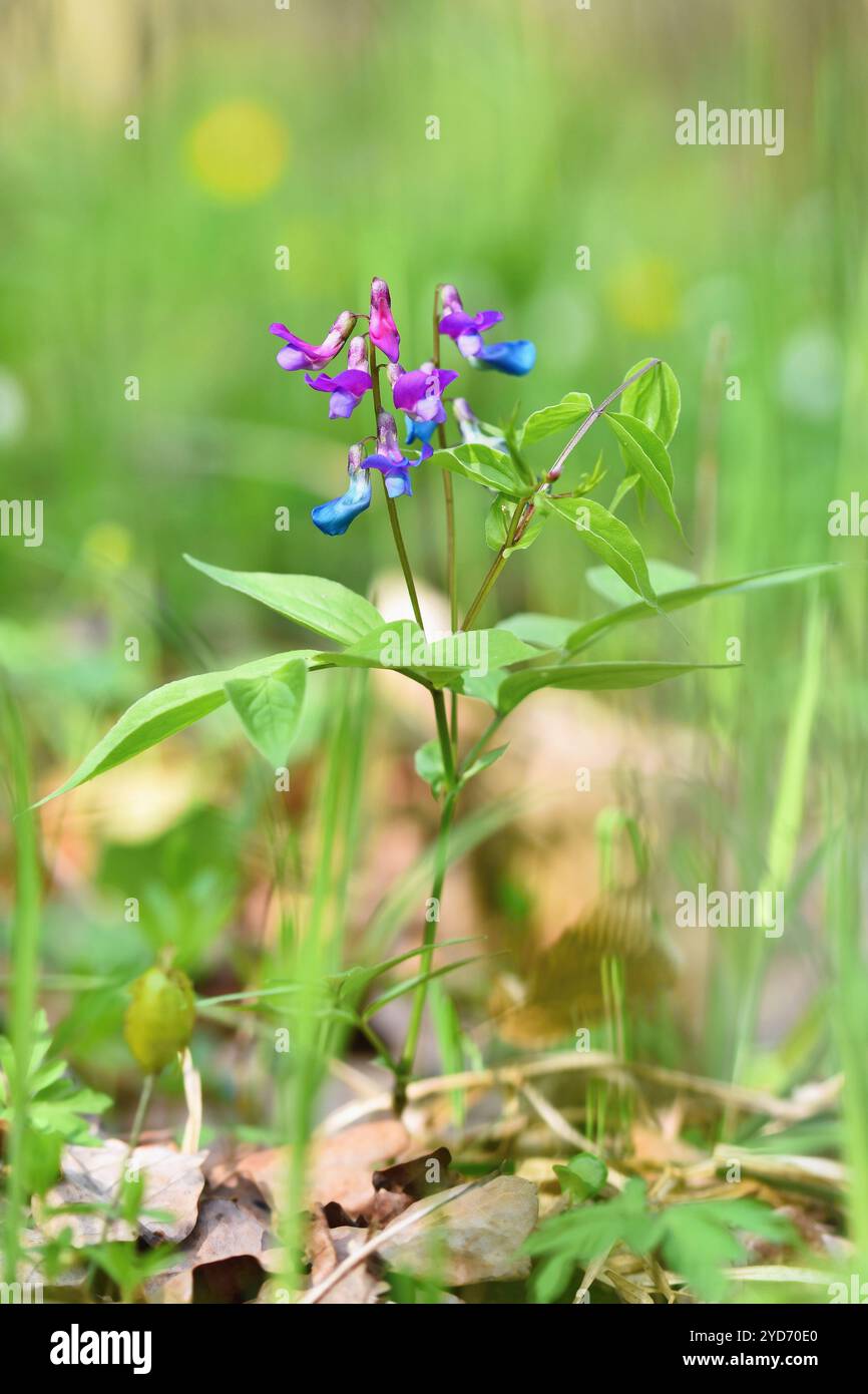 Wunderschöne blau-violette Blume in einem Wald auf grünem natürlichen Hintergrund. Frühlingserbse (Lathyrus vernus) Stockfoto