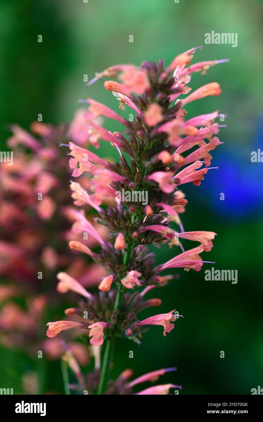 Agastache Fleur, Korallenrosa Blumen, Korallenorange Blumen, Lachsrosa Blütenspitzen, Blume, Blumen, blühend, mehrjährig, Stauden, Garten, RM Floral Stockfoto