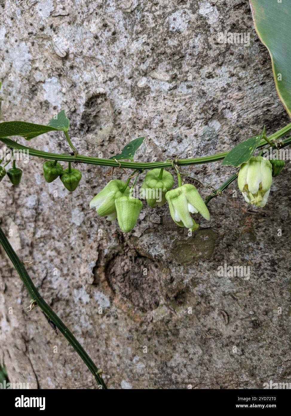 Doppelblume Passionsblume (Passiflora biflora) Stockfoto
