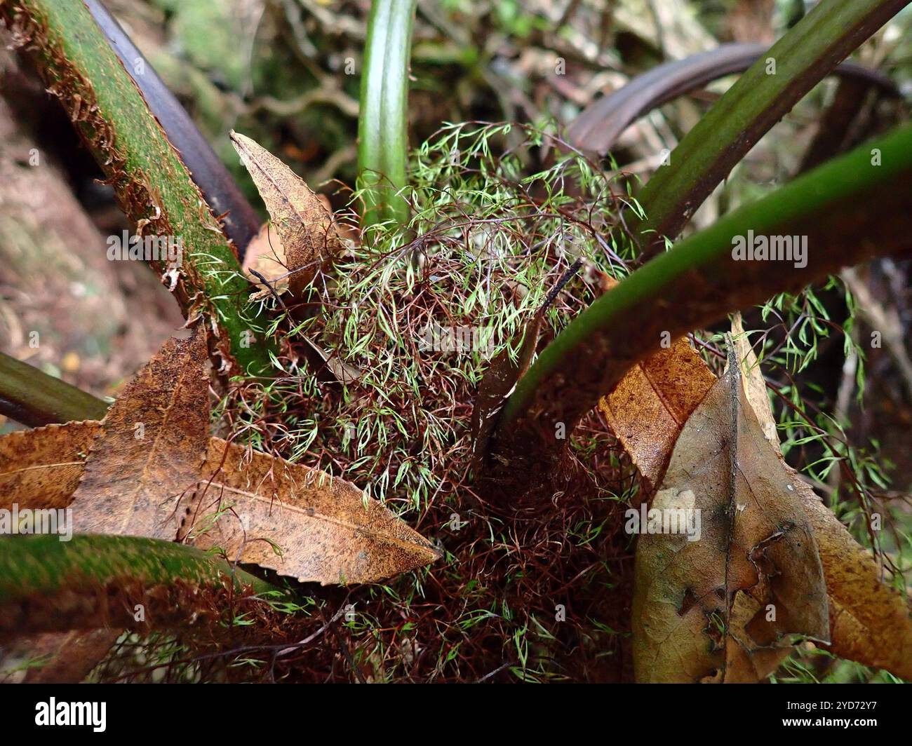 Waldbaumfarn (Cyathea capensis) Stockfoto