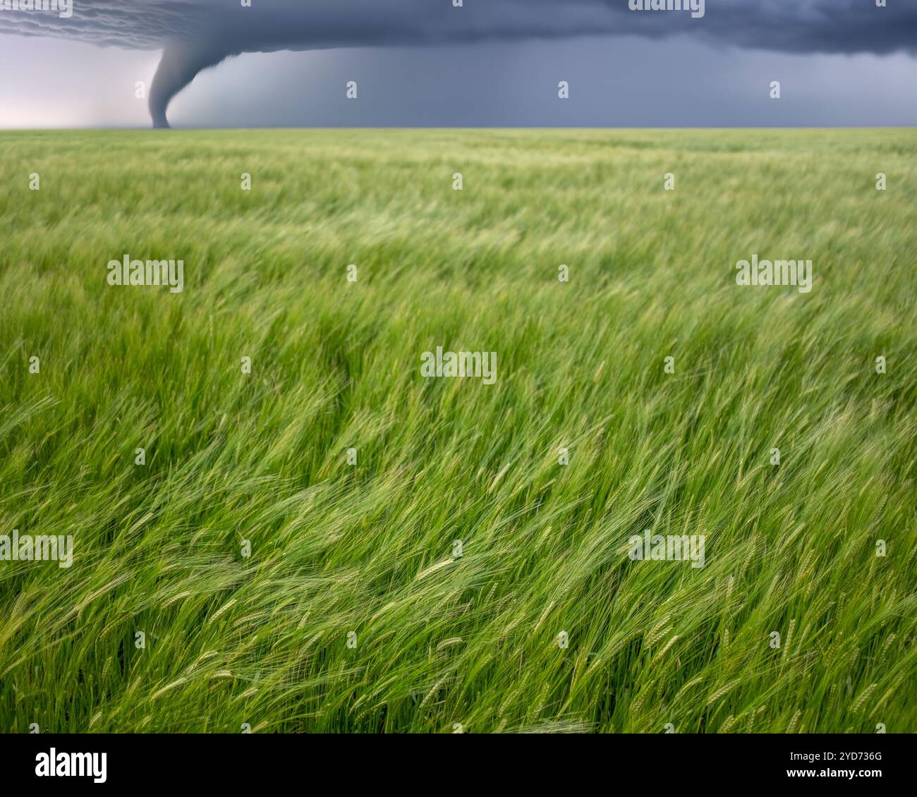 Wheat Field Twister In Kansas Stockfoto