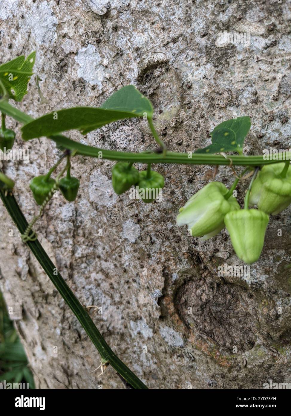 Doppelblume Passionsblume (Passiflora biflora) Stockfoto
