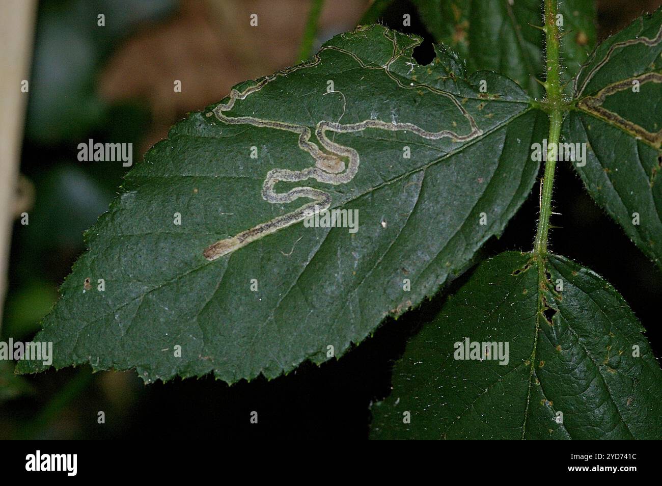 Goldenes Pigmy (Stigmella aurella) Stockfoto