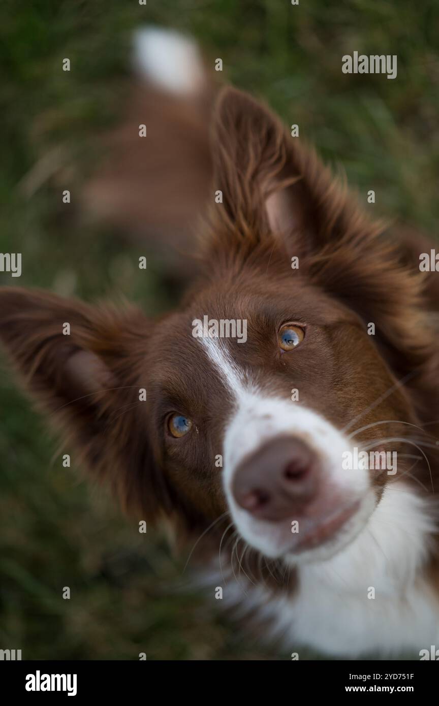 Border Collie blickt direkt in die Kamera Stockfoto