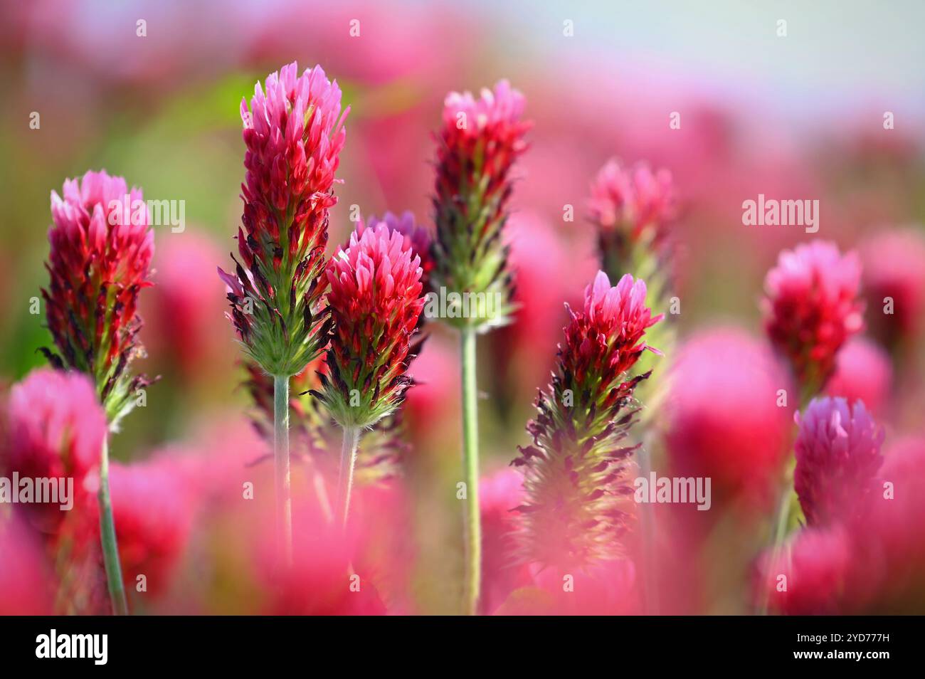 Ein schönes blühendes rotes Feld in der Tschechischen Republik. Konzept für Natur und Landwirtschaft. Schöne rote Blumen. Frühling Natur b Stockfoto