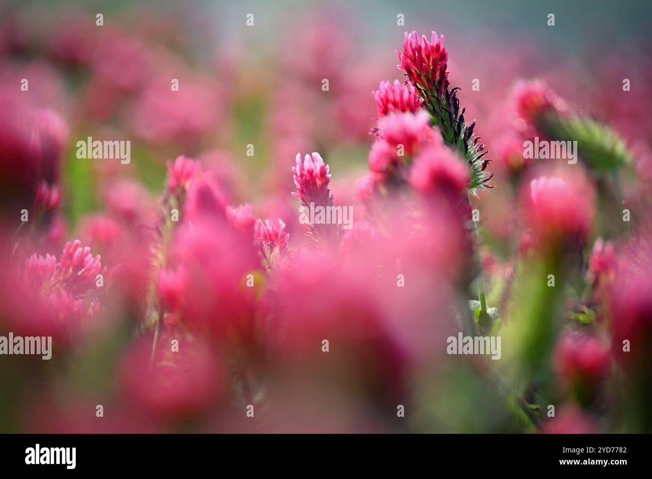 Ein schönes blühendes rotes Feld in der Tschechischen Republik. Konzept für Natur und Landwirtschaft. Schöne rote Blumen. Frühling Natur b Stockfoto