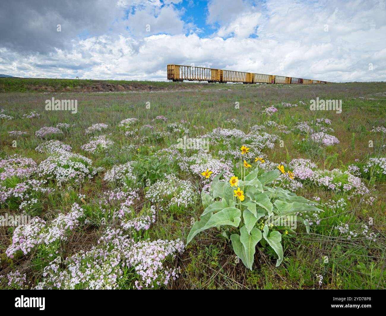 Wildblumen und Zugwagen unter bewölktem Himmel. Stockfoto